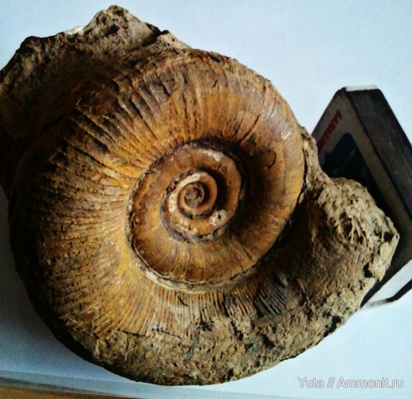 аммониты, Крым