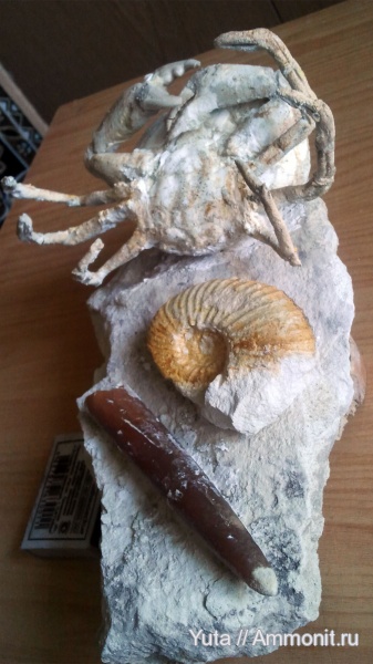 аммониты, членистоногие, Крым