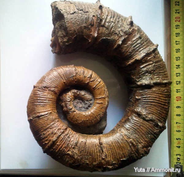 аммониты
