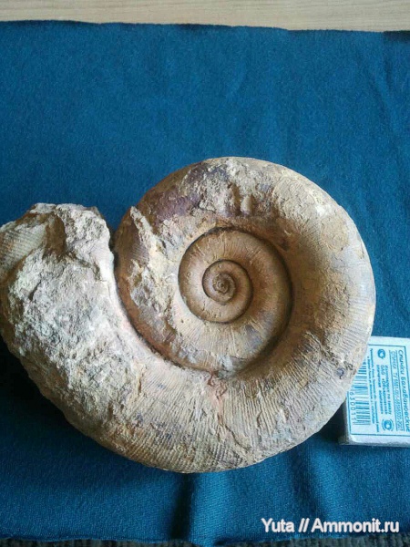 аммониты, Крым, готерив, Biasaloceras