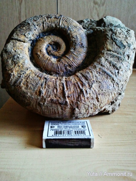 аммониты, Крым, готерив, Crioceratites