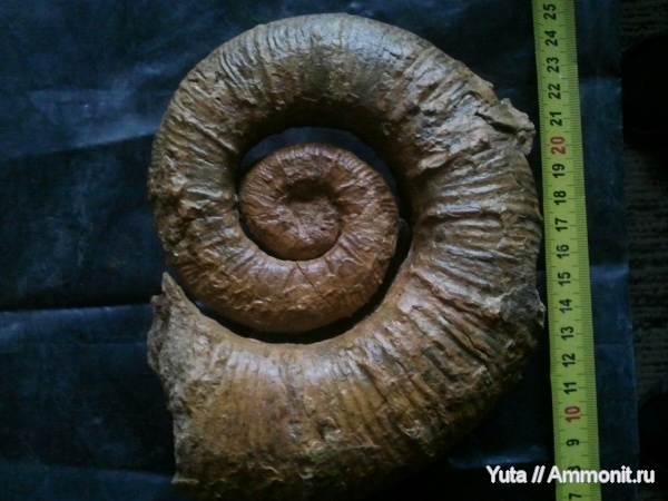 аммониты, Крым, готерив, Crioceratites