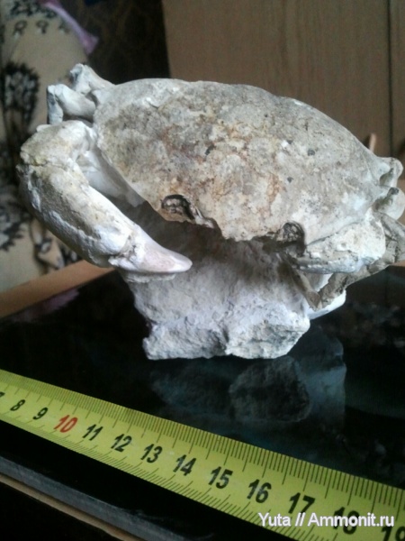 эоцен, членистоногие, Крым, крабы