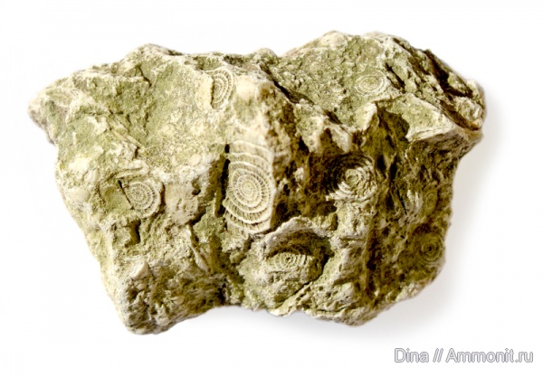 Окаменелости юрских гор, Франция