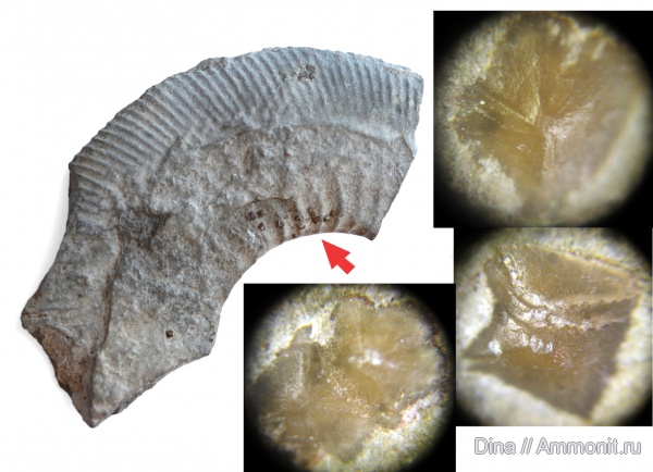аммониты, Франция, Ammonites