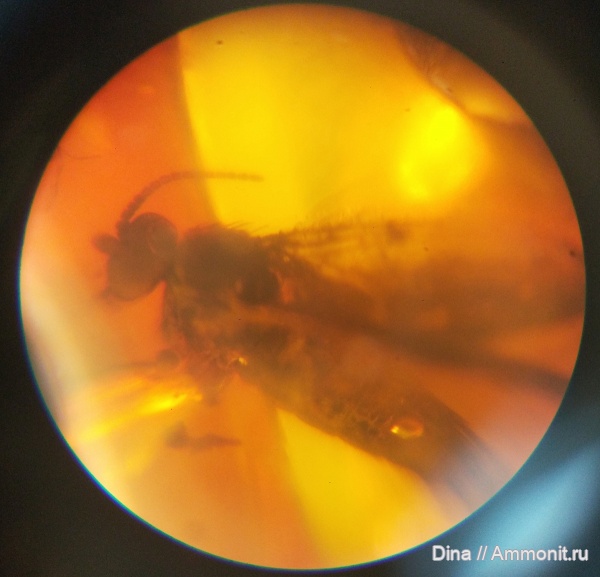 насекомые, янтарь, инклюз