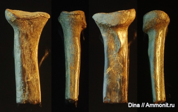 Подмосковье, четвертичный период, кости, Castor