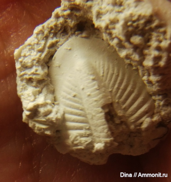 трилобиты, каменноугольный период, Подмосковье, Подольск, средний карбон, Кузнечики