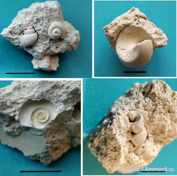 гастроподы, каменноугольный период, Подмосковье, Подольск, Soleniscus, средний карбон, Кузнечики