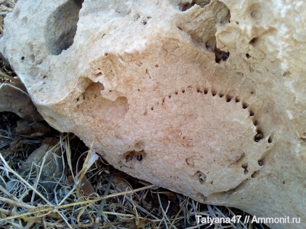 Прошу помощи в определении объекта на фотографии