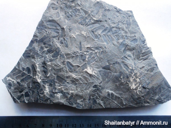 карбон, растения, голосеменные, птеридоспермы, высшие растения