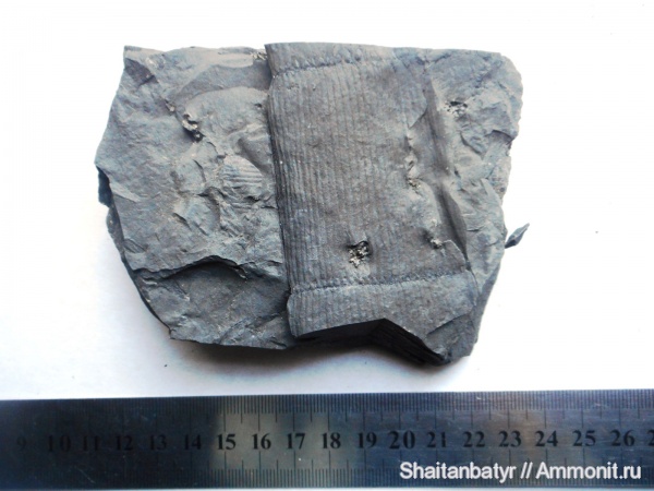 карбон, растения, палеозой, споровые, хвощевидные, высшие растения