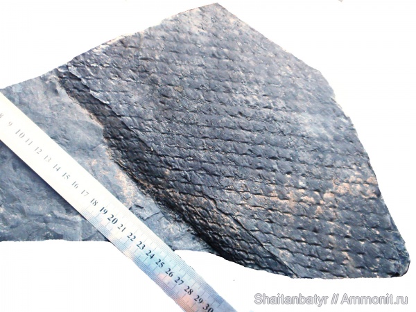 карбон, растения, палеозой, плауновидные, высшие растения