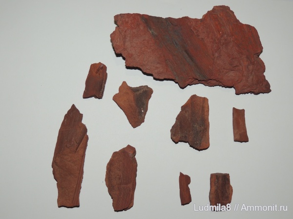 хвощи, терриконы