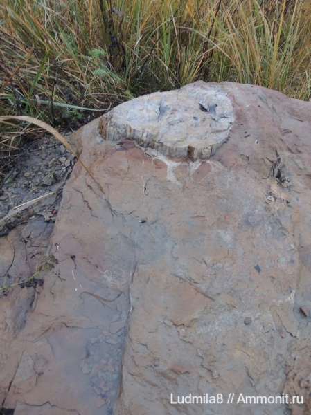 окаменевшее дерево