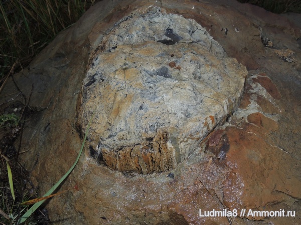 окаменевшее дерево