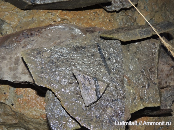 окаменевшее дерево