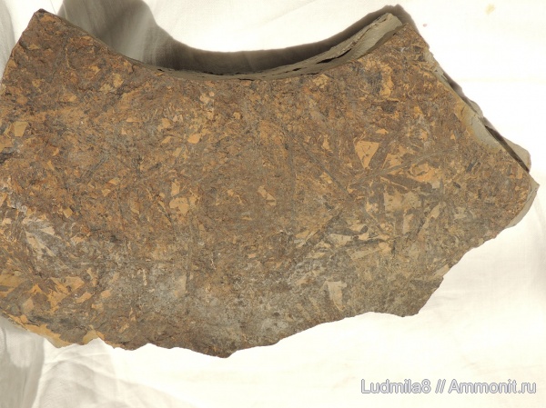 окаменевшее дерево, Красная Горнячка