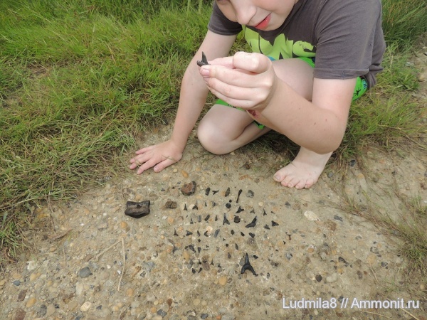 скаты, зубы акул, Дерней