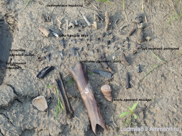 Свердловская область, зубы акул, Дерней, пластины скатов