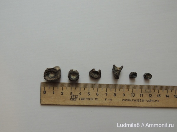 Свердловская область, зубы акул, Дерней, пластины скатов