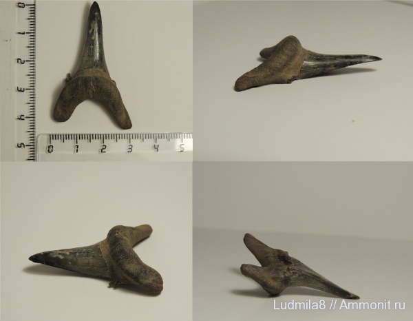 Свердловская область, зубы акул, Jaekelotodus, Дерней