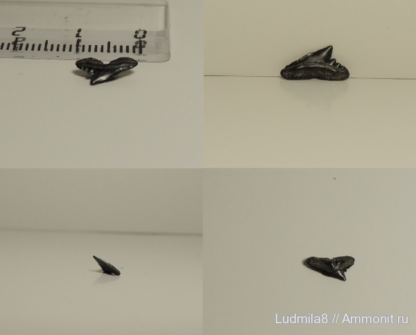 Свердловская область, зубы акул, Дерней, Physogaleus sp