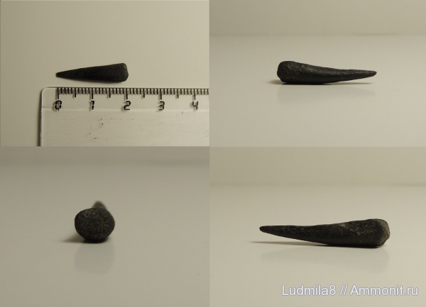 Свердловская область, зубы акул, Trichiuridae, Дерней, рыба-сабля