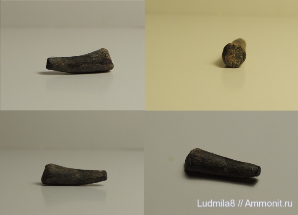 Свердловская область, зубы рыб, Trichiuridae, Дерней