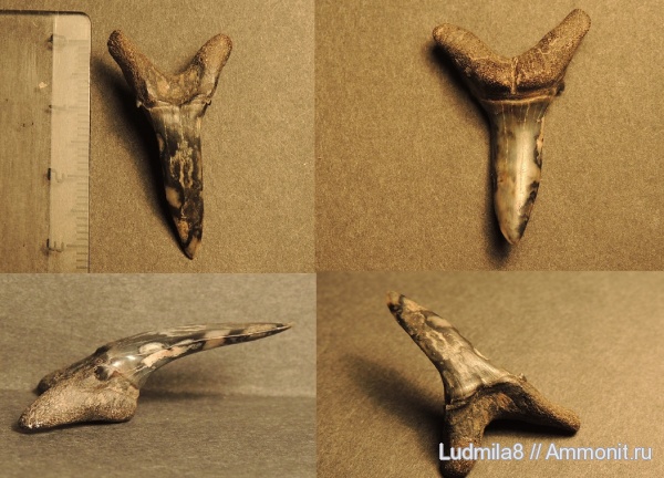 Свердловская область, зубы акул, Дерней