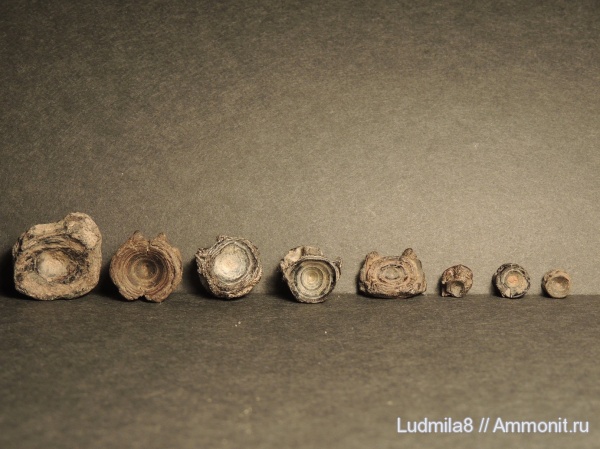 Свердловская область, зубы рыб, позвонки рыб, Дерней