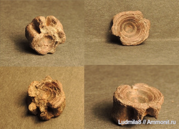 Свердловская область, зубы рыб, Дерней