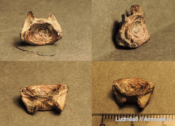 Свердловская область, зубы рыб, позвонки рыб, Дерней