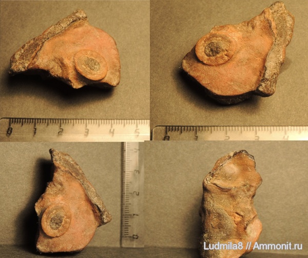 окаменелости, Свердловская область, Scaphander, желудочные пластины, Дерней