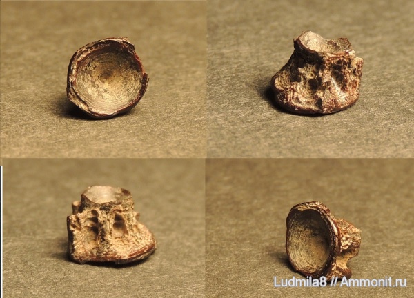 Свердловская область, зубы рыб, позвонки рыб, Дерней