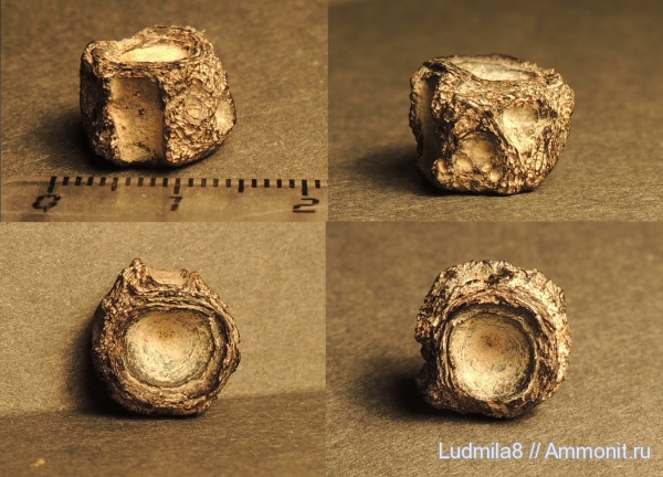 Свердловская область, зубы рыб, позвонки рыб, Дерней