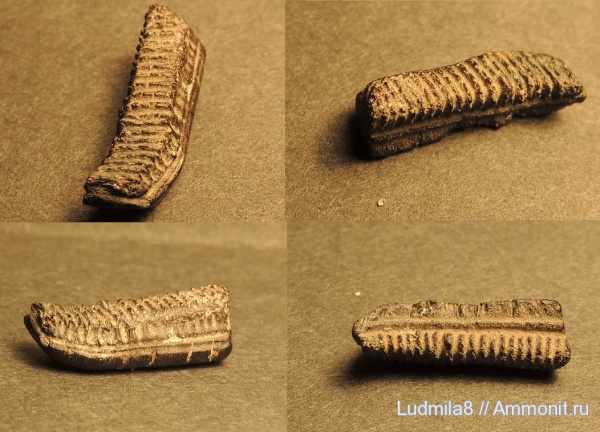 Свердловская область, зубы акул, Дерней, пластины скатов