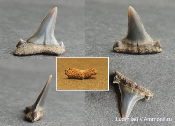 Свердловская область, зубы акул, Дерней