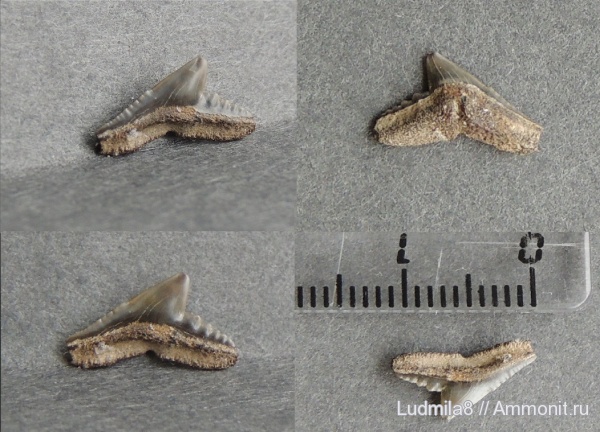 Свердловская область, зубы акул, Physogaleus, Дерней