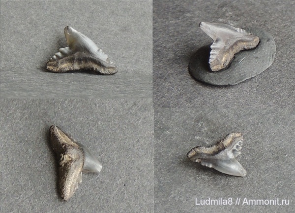 Свердловская область, зубы акул, Дерней, Physogaleus sp