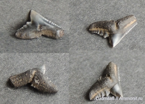 Свердловская область, зубы акул, Дерней, Physogaleus sp