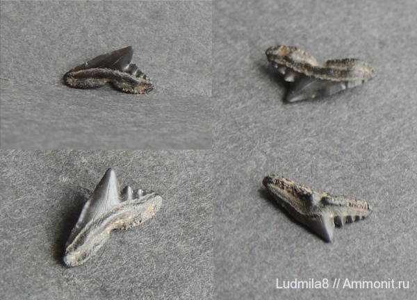 Свердловская область, зубы акул, Дерней, Physogaleus sp