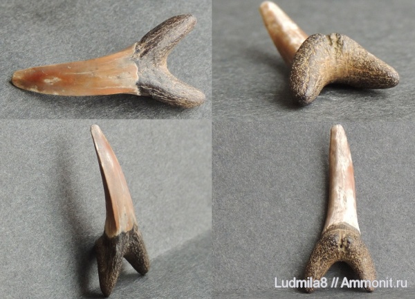 Свердловская область, зубы акул, Striatolamia, Дерней