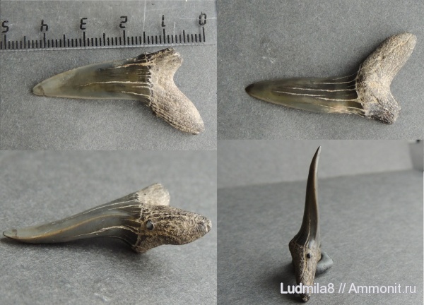 Свердловская область, зубы акул, Дерней