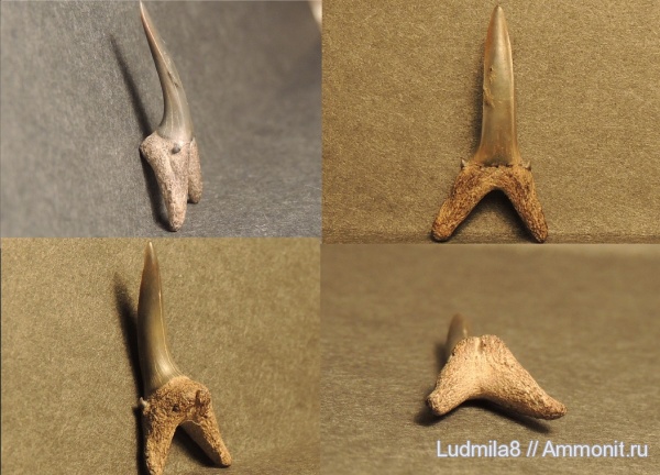 Свердловская область, зубы акул, Дерней