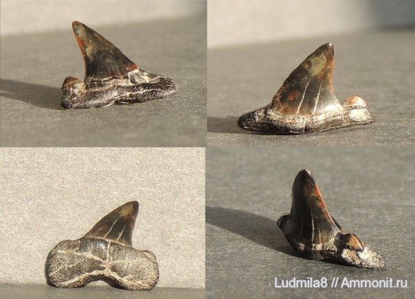 Свердловская область, зубы акул, Striatolamia macrota, Дерней