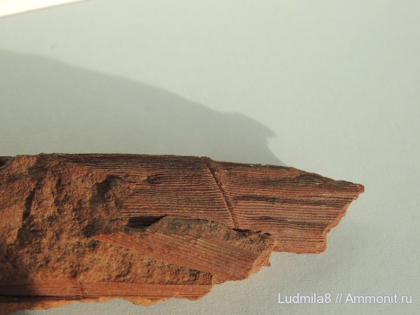 хвощевидные, Neocalamites, Красная Горнячка