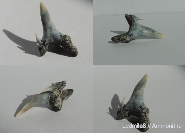 Челябинская область, зубы акул, Odontaspis winkleri, Коркинский карьер