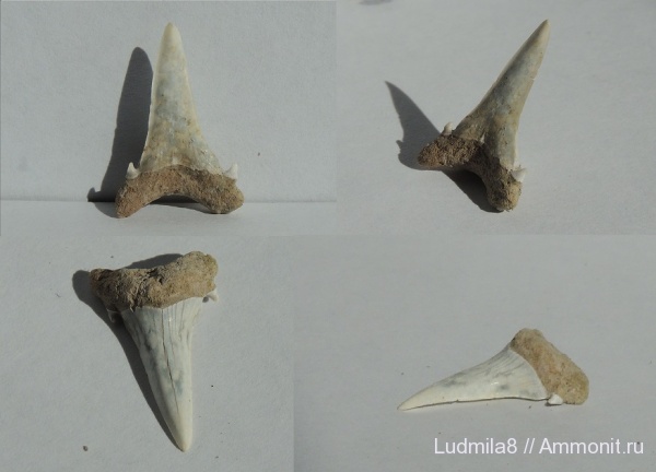 Челябинская область, зубы акул, Коркинский карьер