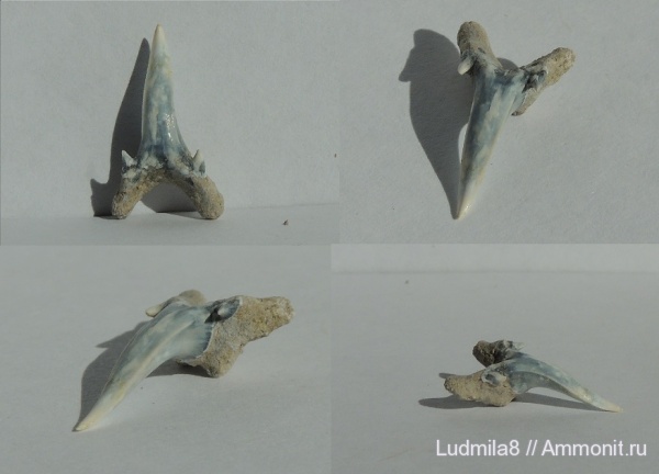 Челябинская область, зубы акул